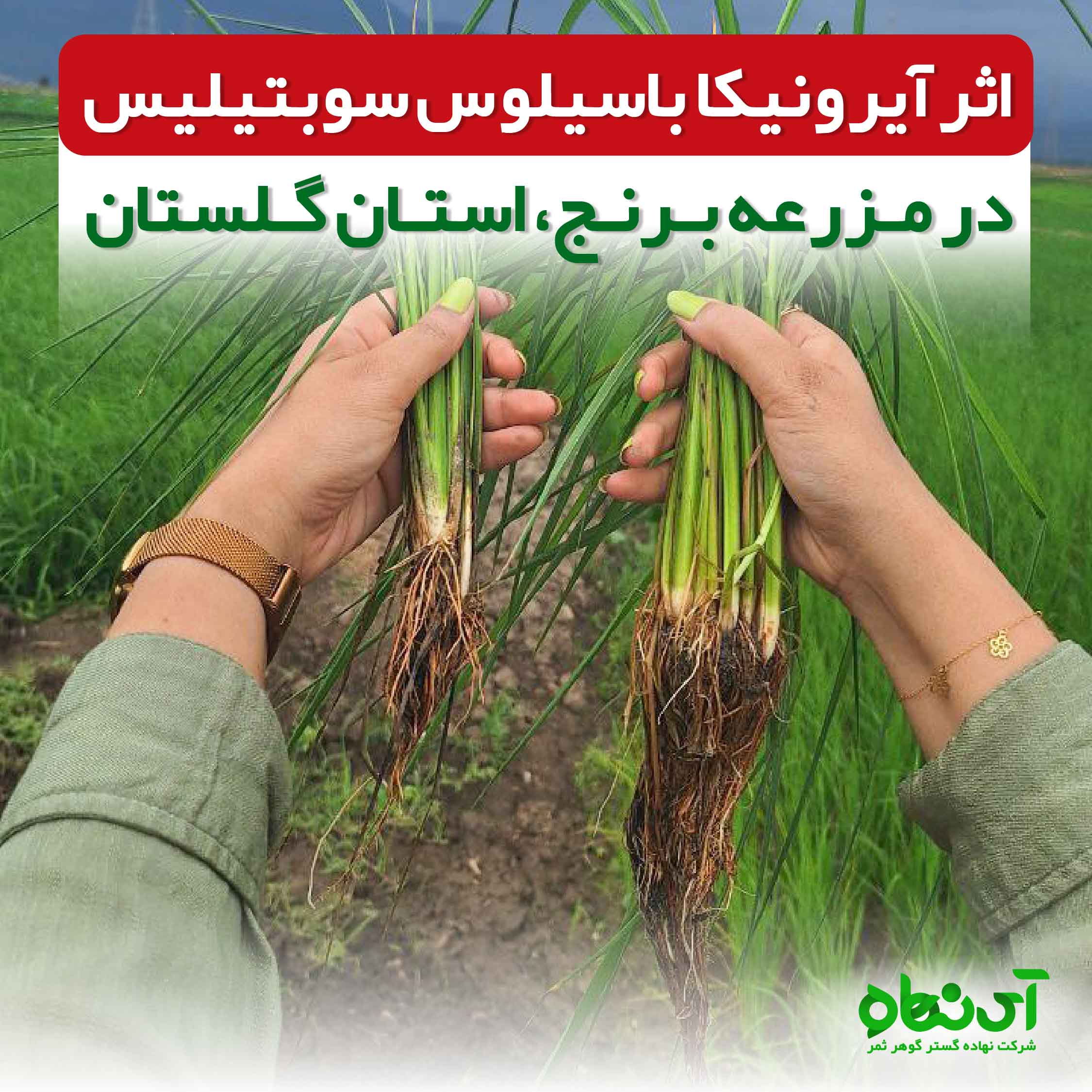 اثر آیرونیکا باسیلوس سوبتیلیس در مزرعه برنج، استان گلستان